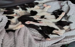 Mixed Breed cats for sale: Beautiful kittens 😻 - Image 6