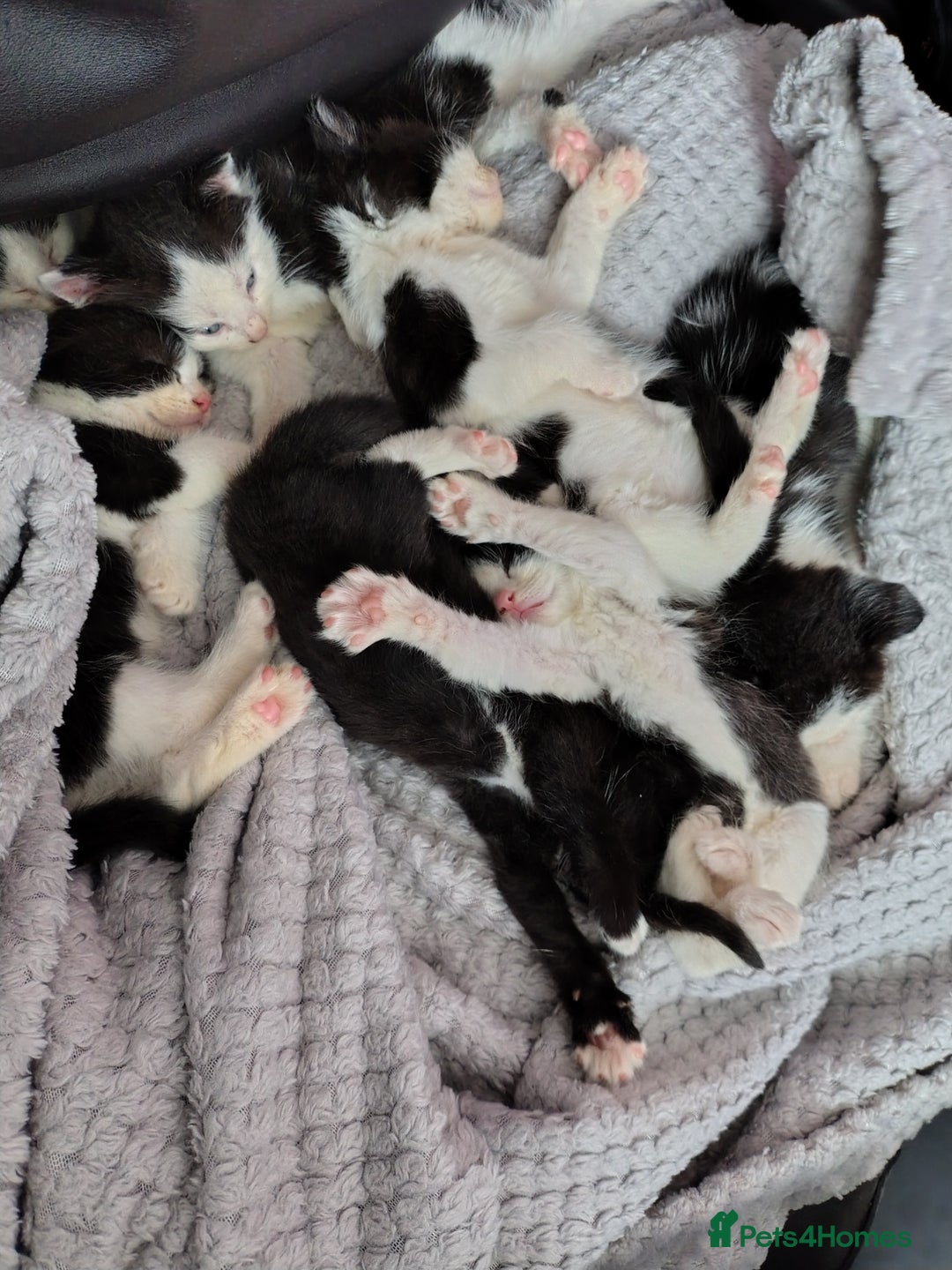 Mixed Breed cats for sale: Beautiful kittens 😻 - Image 6