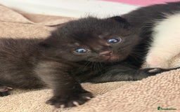 Mixed Breed cats for sale: Beautiful kittens ready now - Image 3