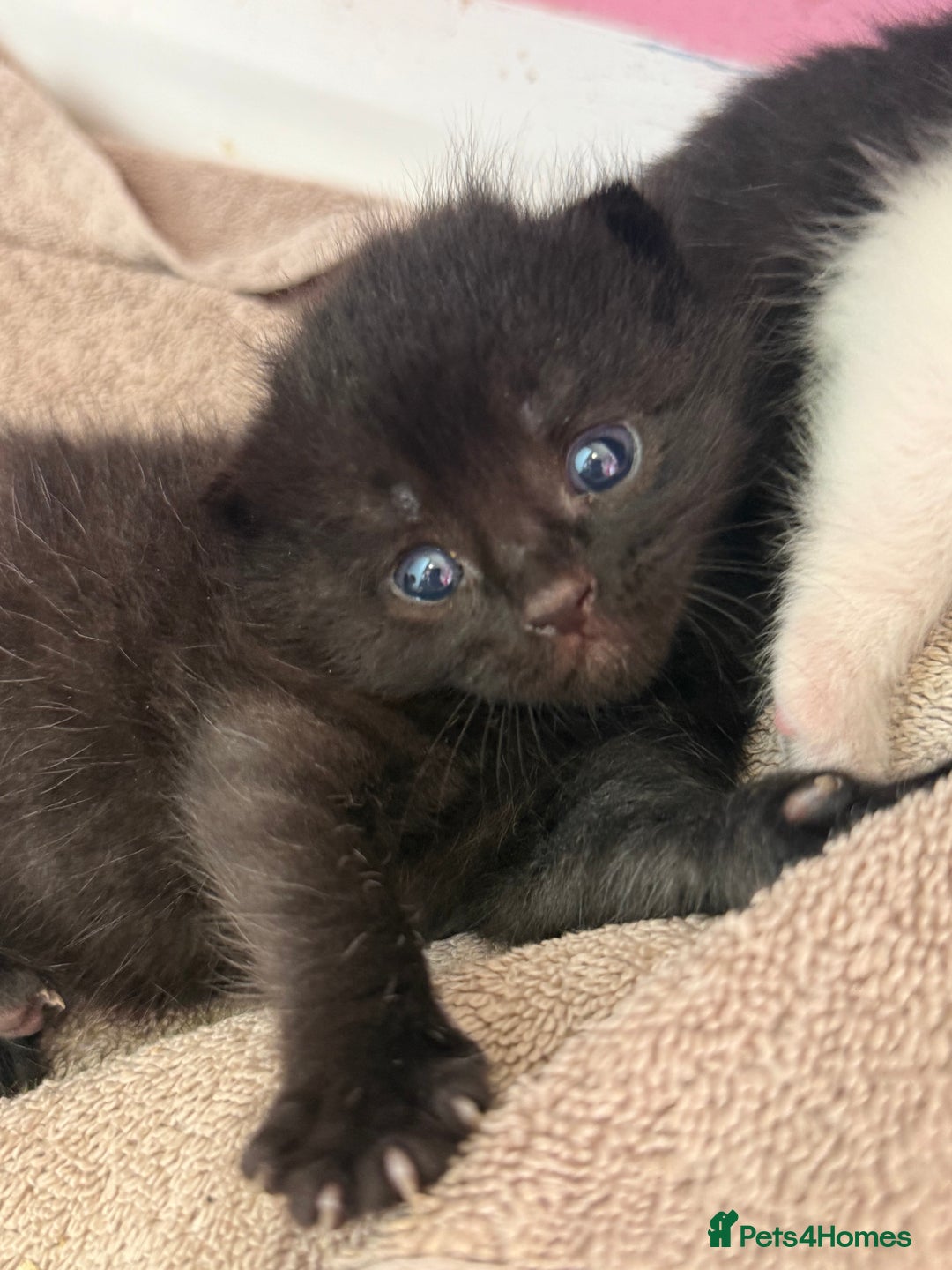 Mixed Breed cats for sale: Beautiful kittens ready now - Image 3