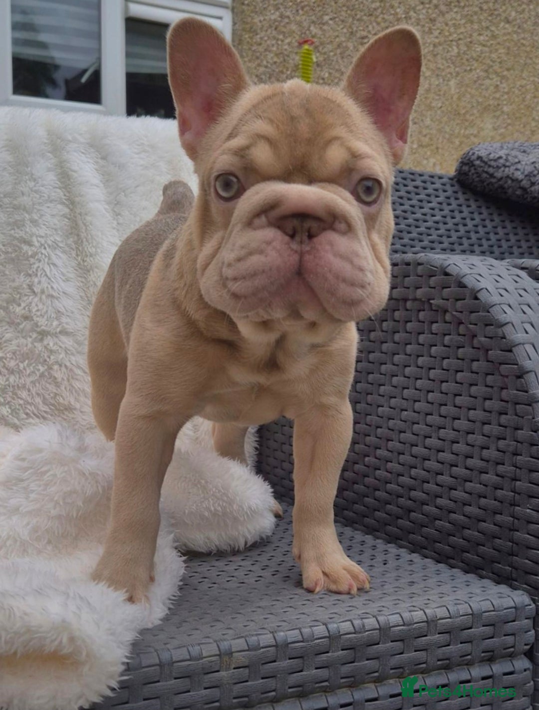 French Bulldog dogs for sale: Last Girl Left - Reduced in Slough - Image 5