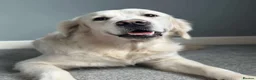 Golden Retriever dogs for sale: 6 beautiful golden retriever boys - Advert 15