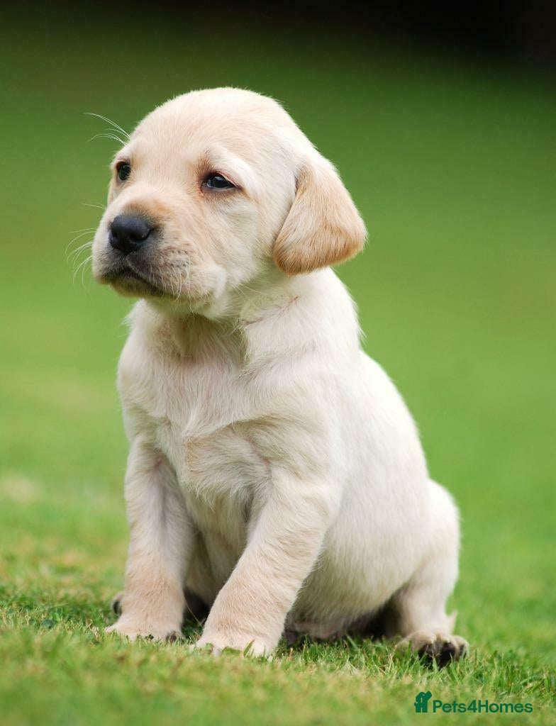 Labrador Retriever dogs Stunning Labrador puppies  - Advert 2