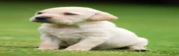 Labrador Retriever dogs for sale: Stunning Labrador puppies  - Advert 2