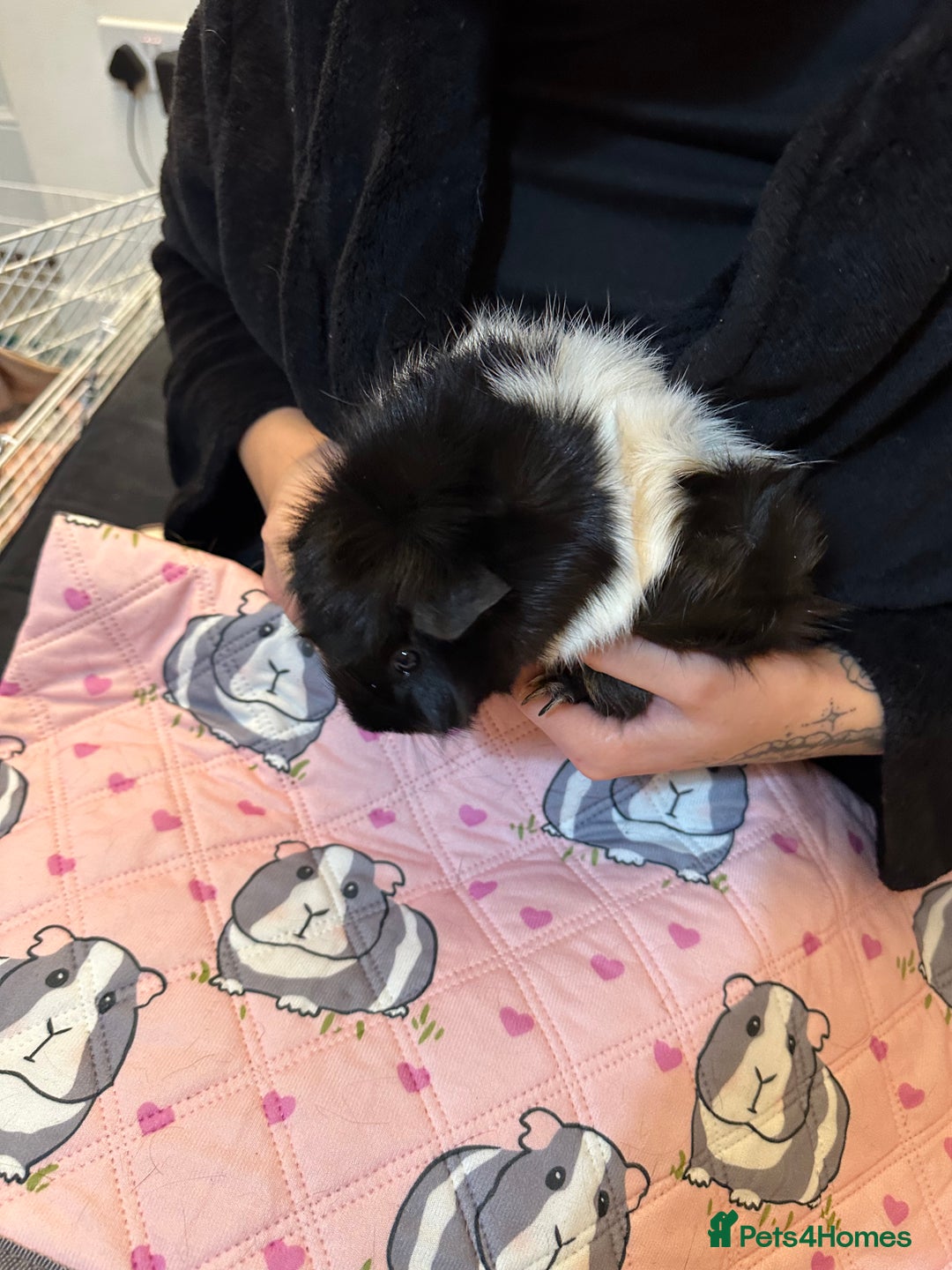 Guinea Pig rodents for sale: Free to a good home - Advert 5