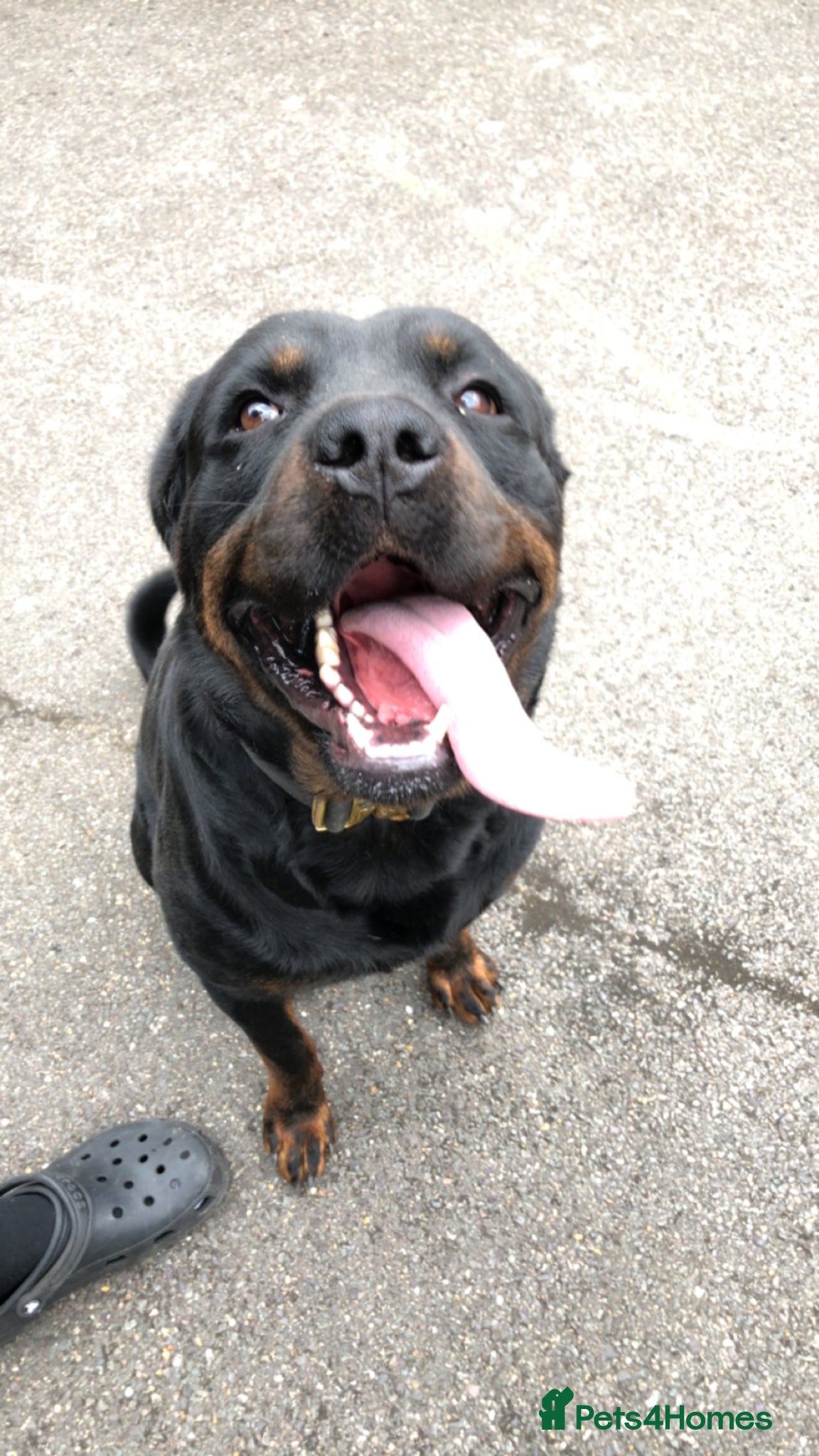 Rottweiler dogs Pure breed Rottweiler stud - Advert 8