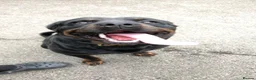 Rottweiler dogs for stud: Pure breed Rottweiler stud - Advert 1