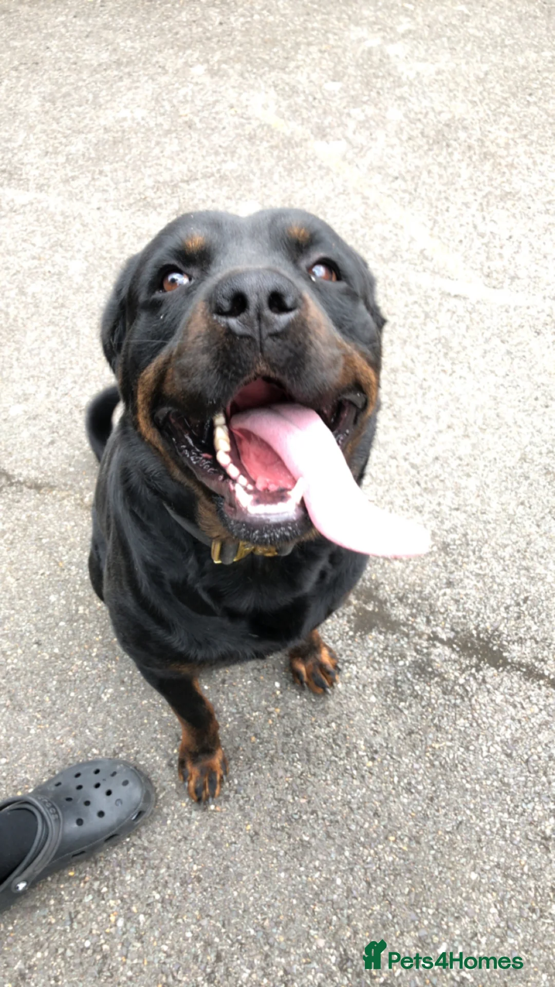 Rottweiler dogs for stud: Pure breed Rottweiler stud - Advert 1