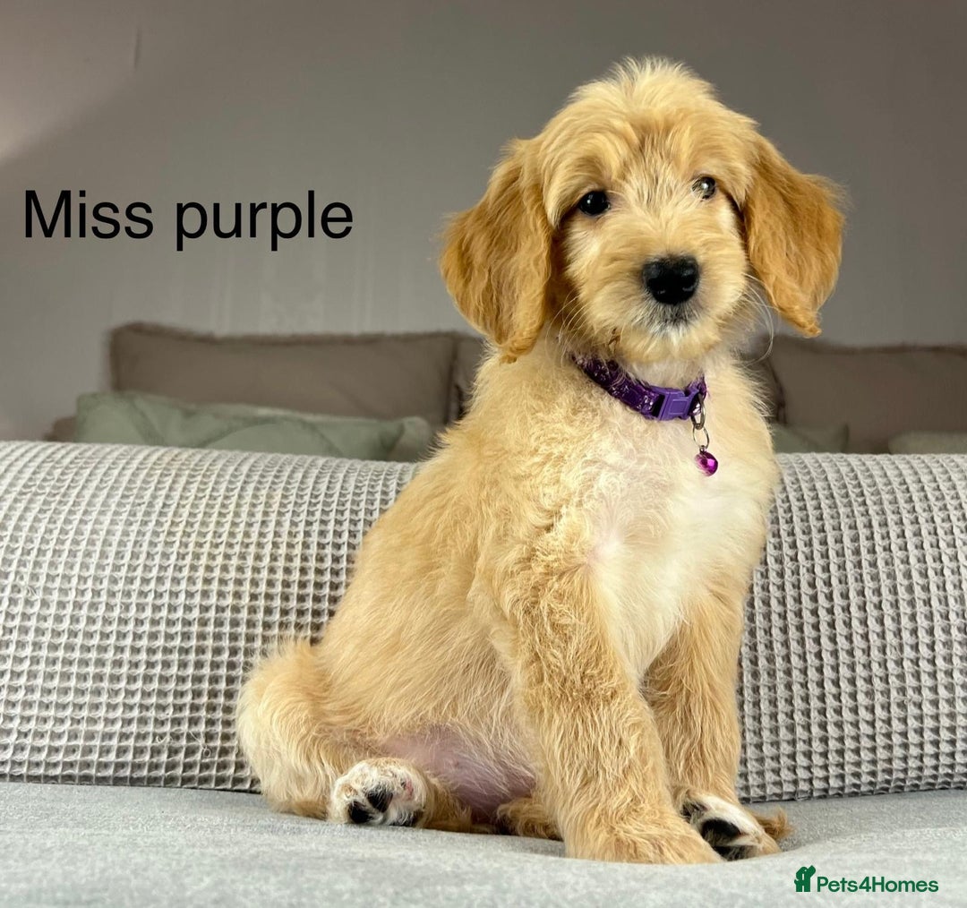 Goldendoodle dogs for sale: ABSOLUTELY GORGEOUS DOODLES  - Advert 22