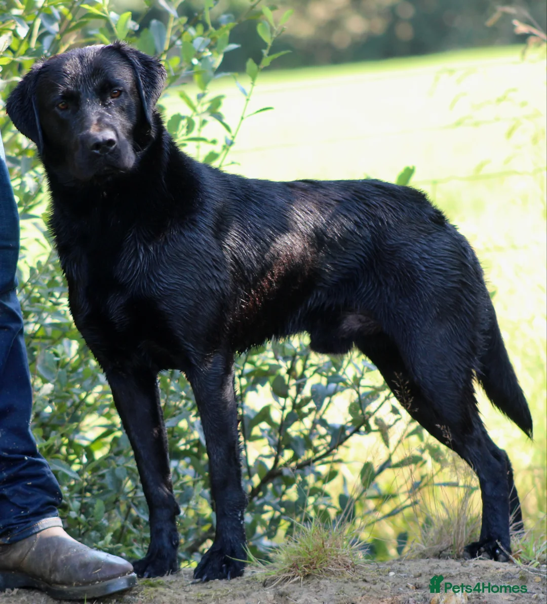 Labrador Retriever dogs for stud: 0/0 Hips and Elbows Black Labrador Stud in Totnes - Advert 10