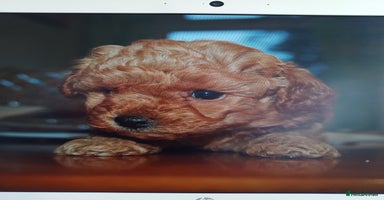 Toy Poodle dogs - Advert 2