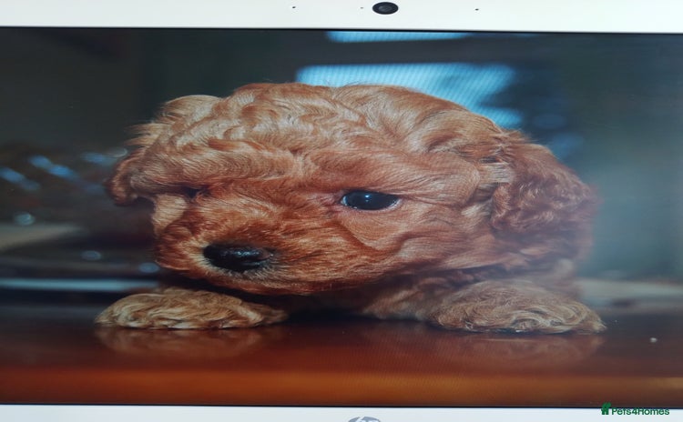 Toy Poodle dogs - Advert 2