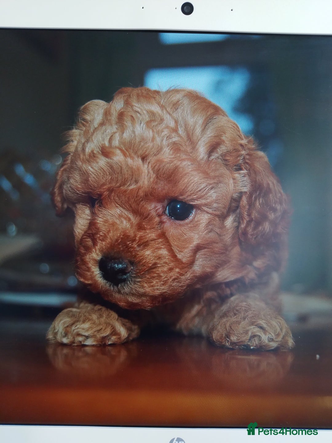 Toy Poodle dogs for sale: Pedigree toy poodles - Image 3