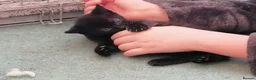 Domestic Shorthair cats for sale: 3 adorable kittens for sale  - Advert 14