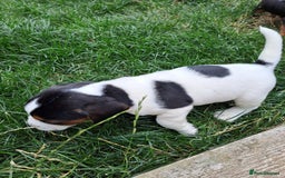 Mixed Breed dogs for sale: Jack Russell and Coker Spaniel  - Image 7