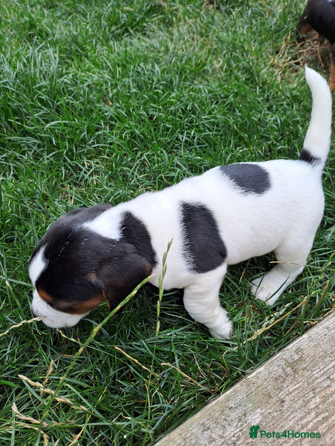 Mixed Breed dogs for sale: Jack Russell and Coker Spaniel  - Image 7