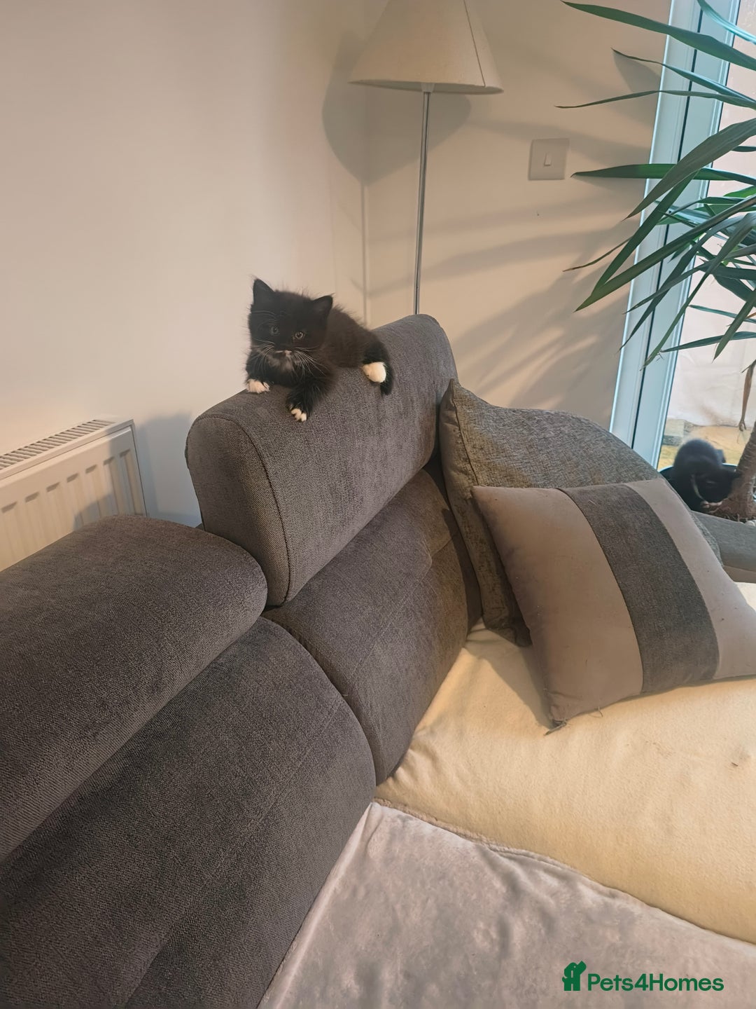 Domestic Shorthair cats for sale: Domestic short hair and long hair - Advert 9