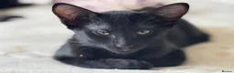 Mixed Breed cats for sale: Oriental Kittens for sale, Ready NOW, 4 left - Advert 3