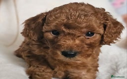 Miniature Poodle dogs for sale: Deep red Miniature Poodles  - Image 6