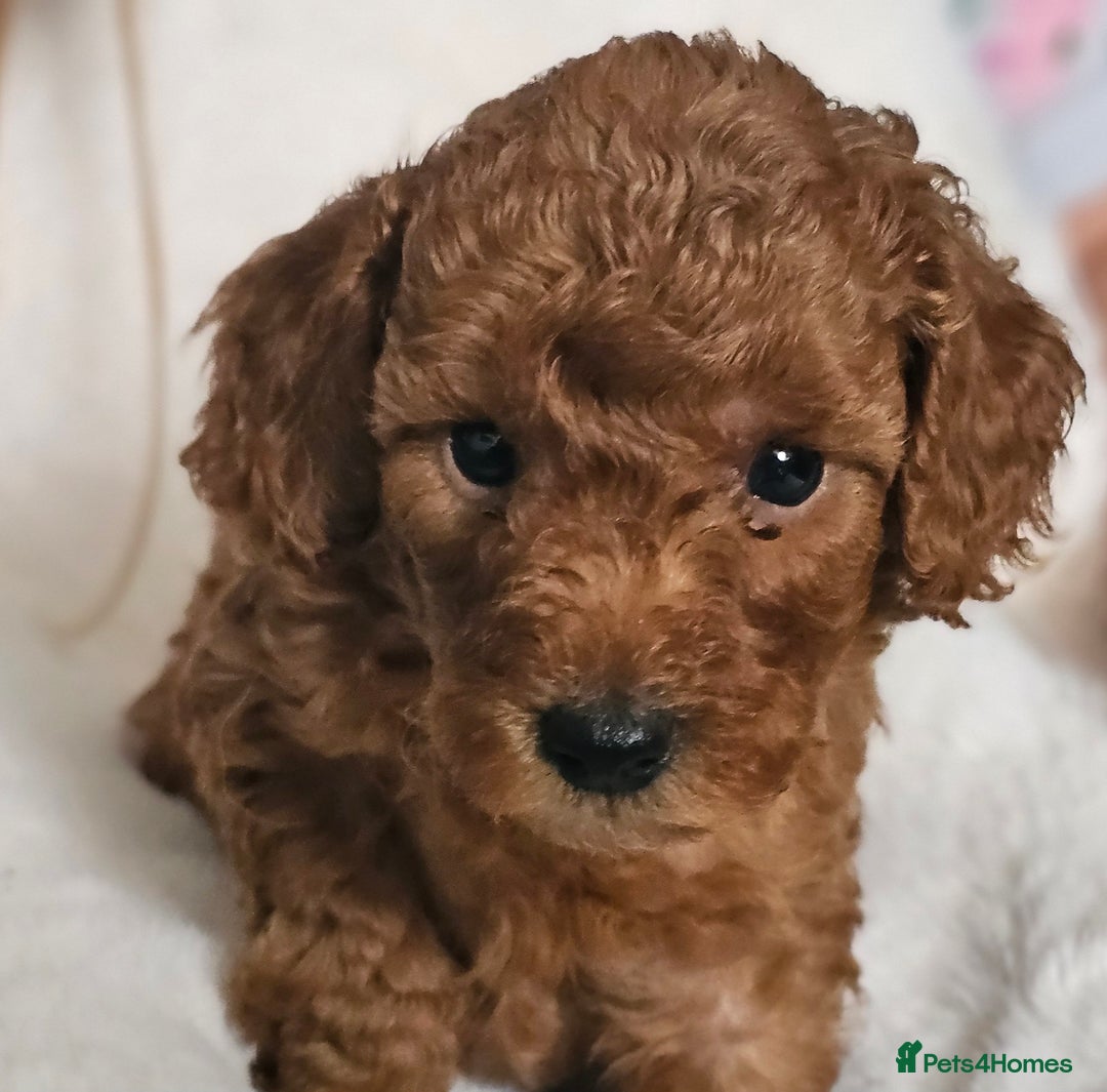Miniature Poodle dogs for sale: Deep red Miniature Poodles  - Image 6