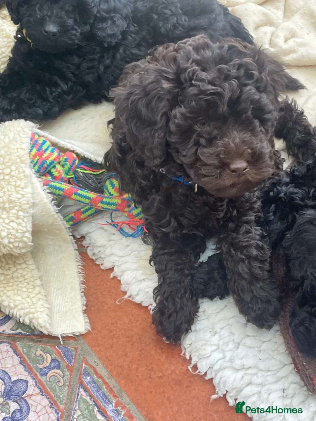 Labradoodle dogs for sale: Adorable chocolate and black miniature pups  - Advert 2