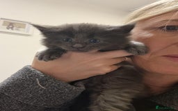 Maine Coon cats for sale: Maine Coon Kittens for sale - Image 7