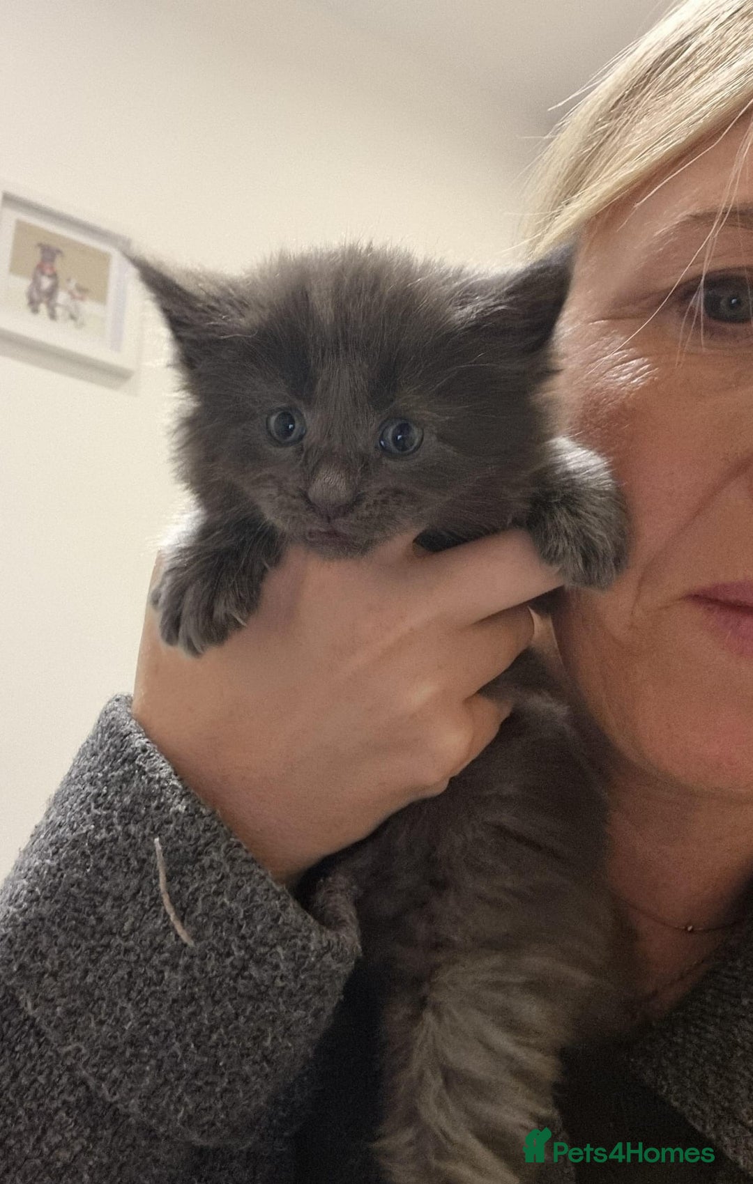 Maine Coon cats for sale: Maine Coon Kittens for sale - Image 7