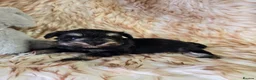 Miniature Schnauzer dogs for sale: Georgous Black &Silver Boy - Advert 11