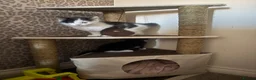 Mixed Breed cats for sale: Kittens for sale - Advert 3