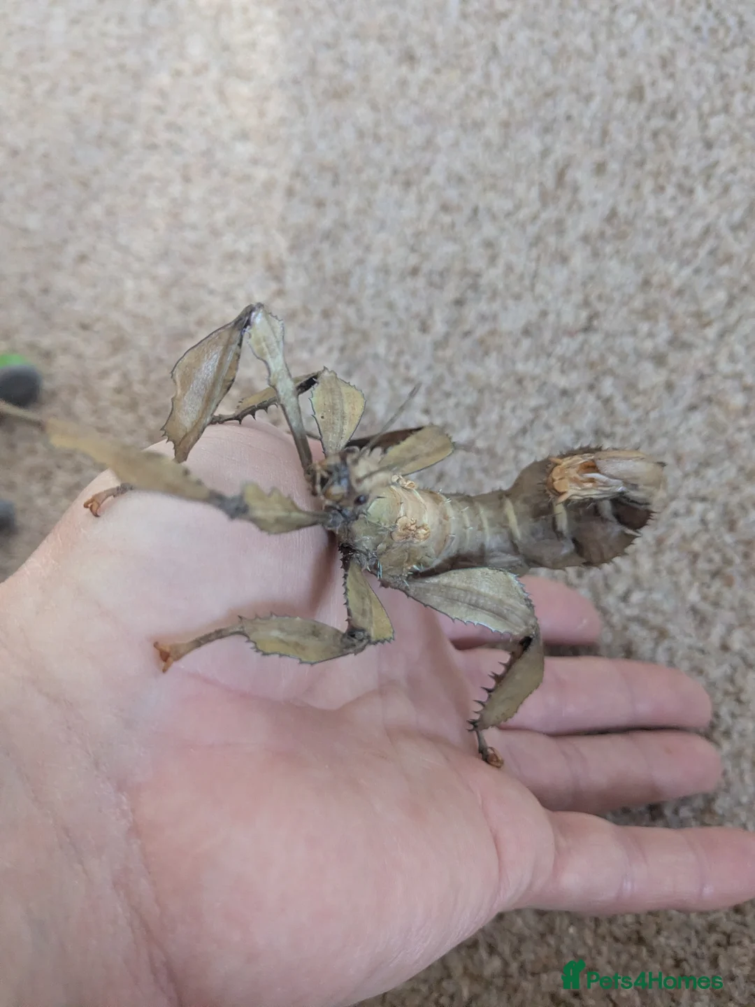 Stick Insects invertebrates for sale: Macleays Spectre/Giant Prickly Stick Insect Eggs - Advert 10