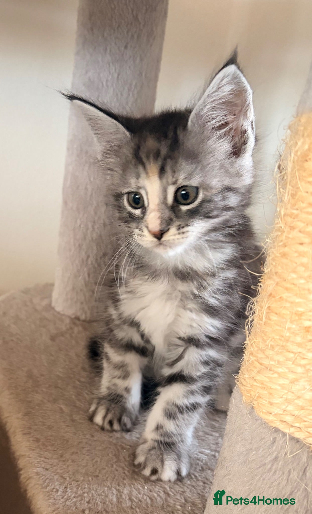 Maine Coon cats Maine coon kittens ready to reserve  - Advert 1