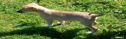 Lurcher dogs for sale: Quality Lurcher pups  in Cwmbran - Advert 6
