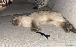 Ragdoll cats for sale: Female ragdoll 6 years old  - Image 6