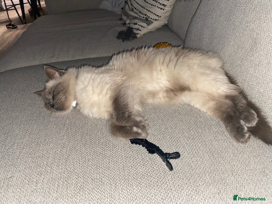 Ragdoll cats for sale: Female ragdoll 6 years old  - Image 6