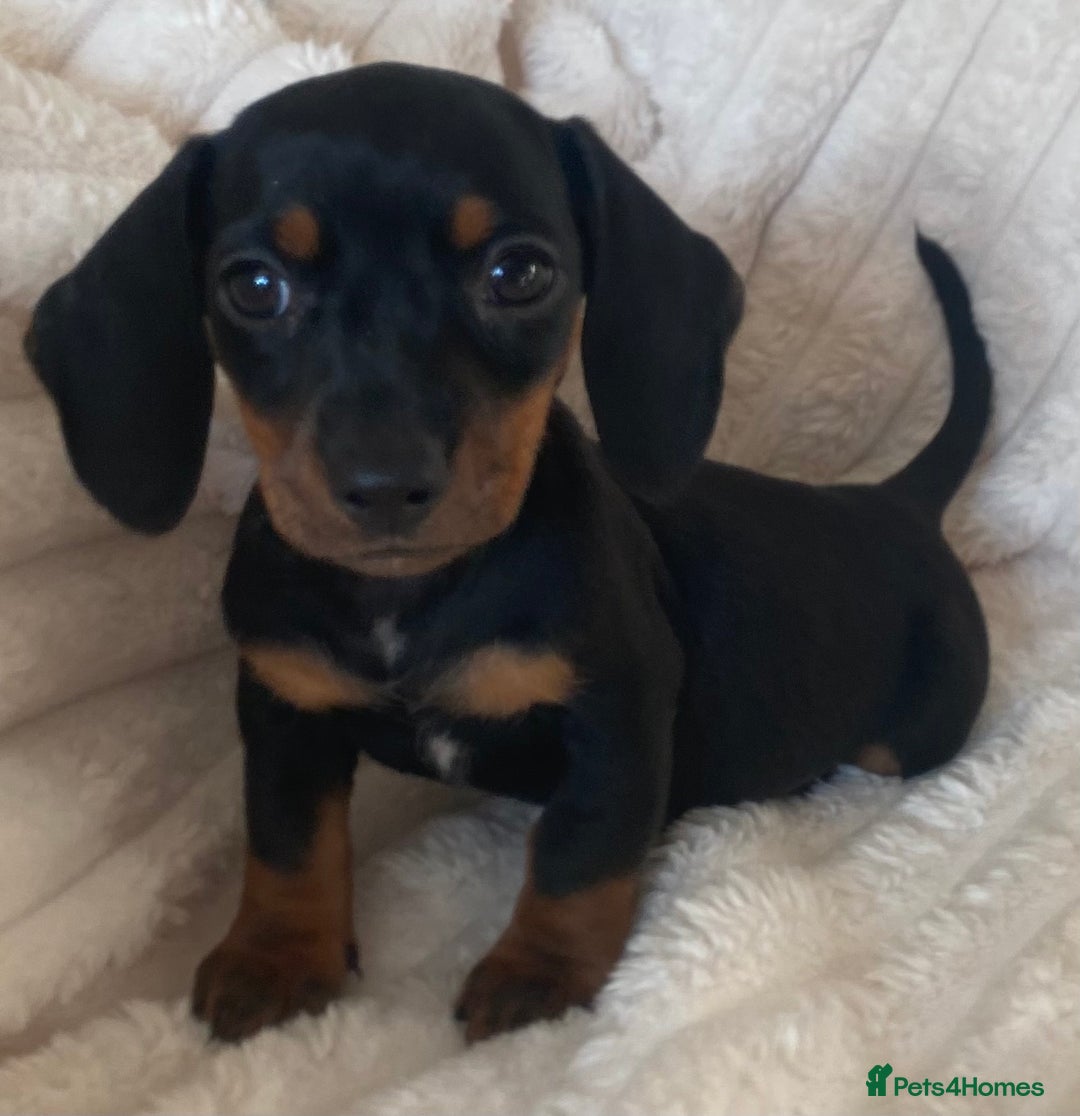 Miniature Dachshund dogs for sale: 💙Miniature dachshund puppies💝 - Image 5