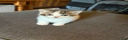 Domestic Shorthair cats for sale: 2x kittens  - Advert 2