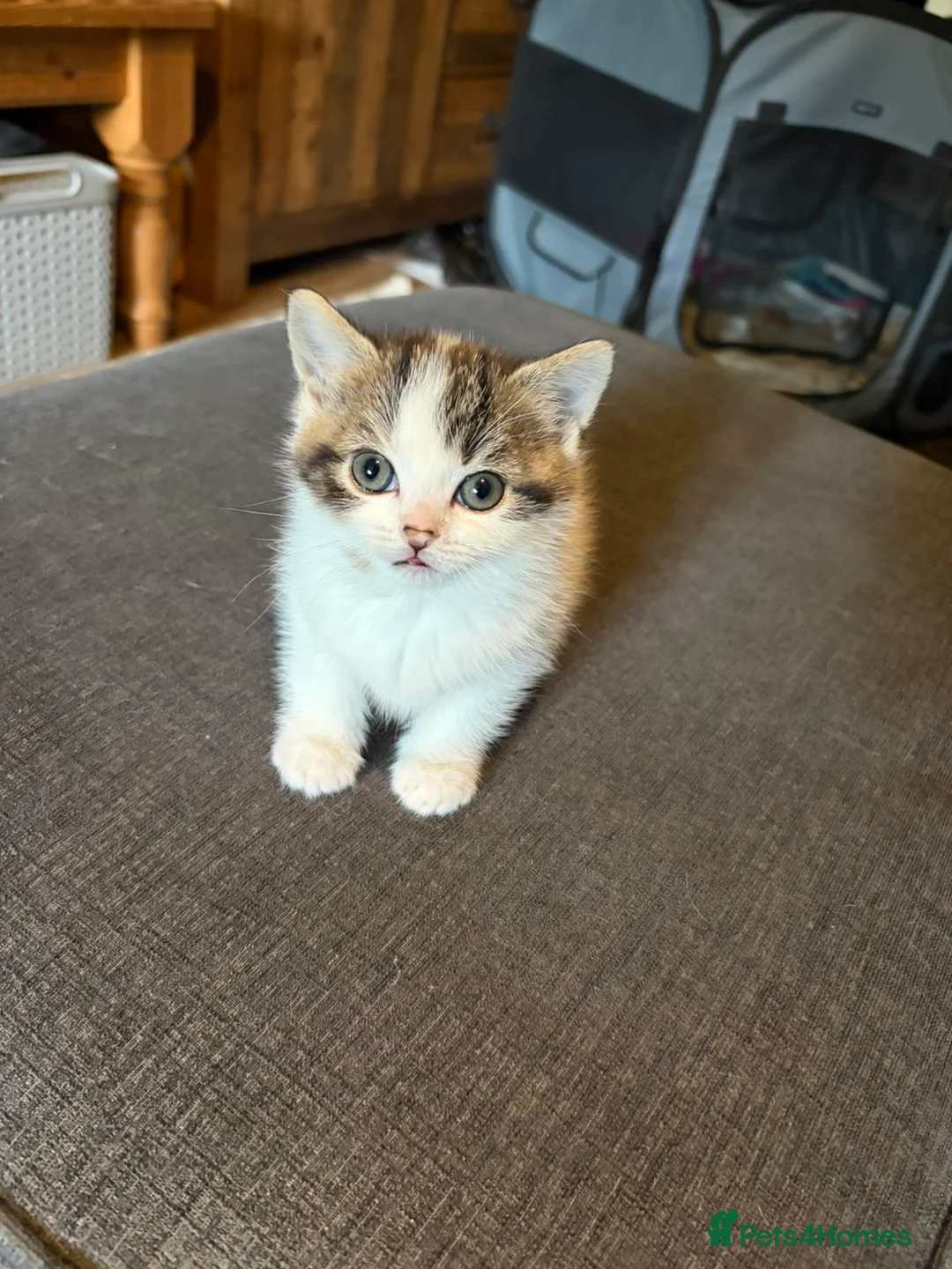 Domestic Shorthair cats for sale: 2x kittens  - Advert 2