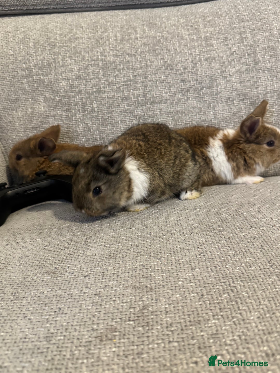 Mixed Breed rabbits for sale: Rabbit  - Advert 4