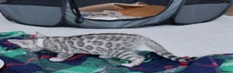 Bengal cats for sale: Bengal kittens in Liverpool - Advert 3