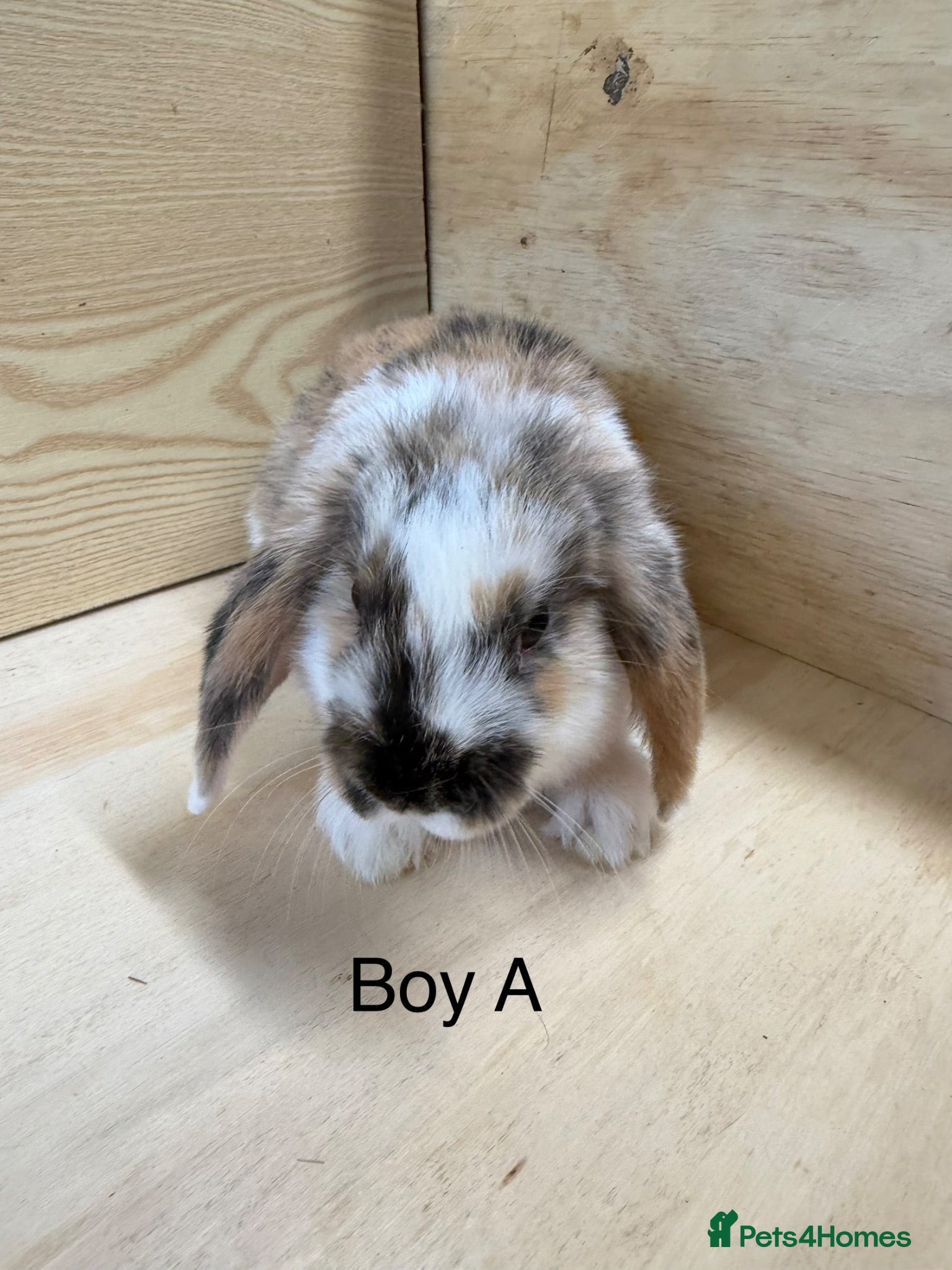 Mini Lop rabbits Beautiful mini lop bunnies - Advert 2