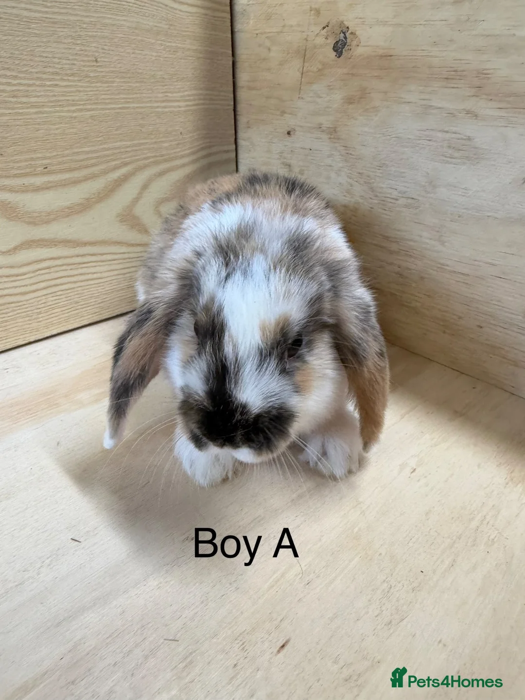 Mini Lop rabbits for sale: Beautiful mini lop bunnies - Advert 2