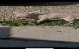 Chihuahua dogs for sale: Stunning pedigree Merle chihuahua pups  - Image 3