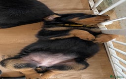 Rottweiler dogs for sale: Champion Bloodline Rottweilers - Image 29