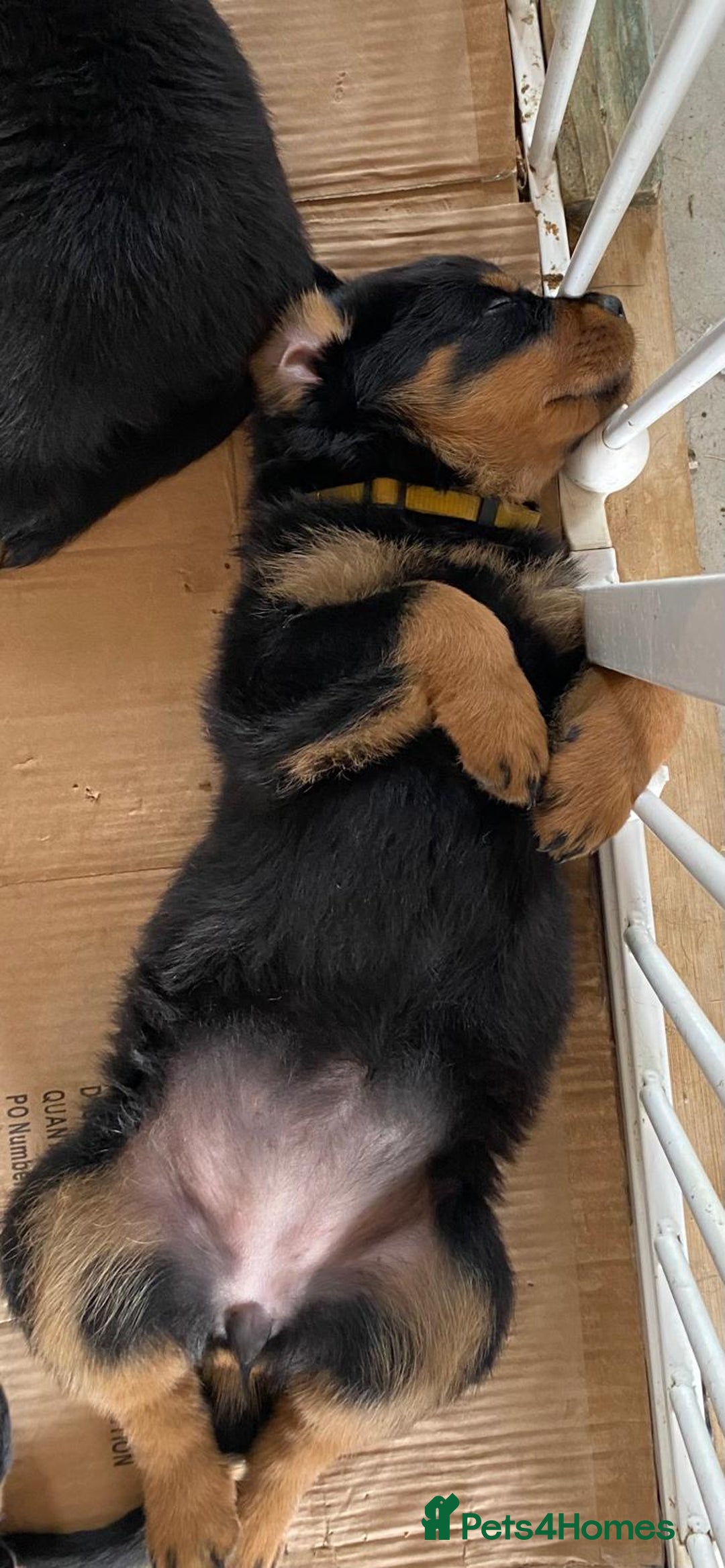 Rottweiler dogs for sale: Champion Bloodline Rottweilers - Image 29