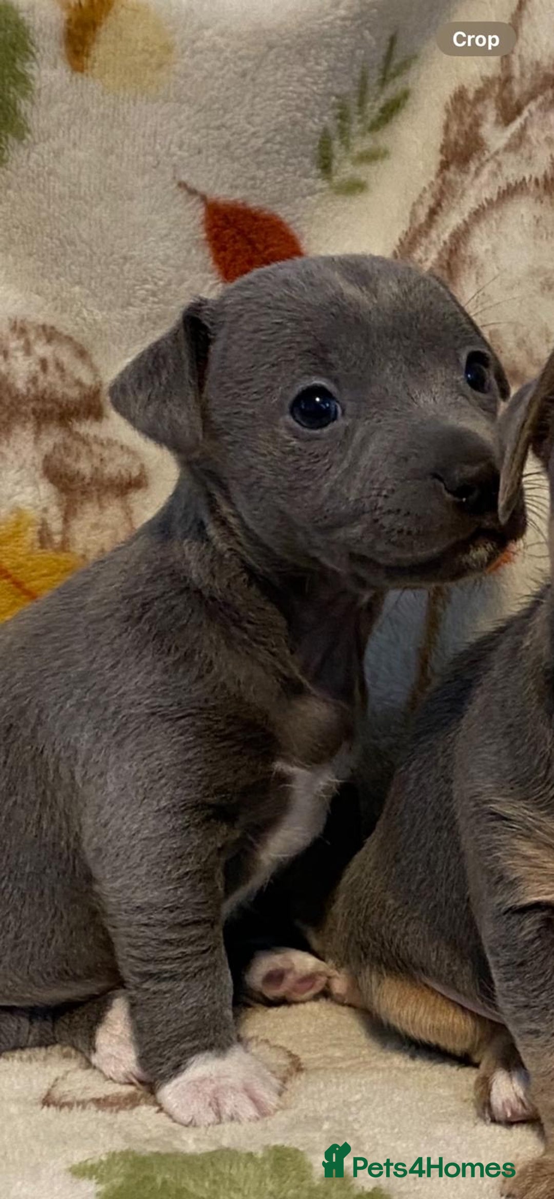 Jack Russell dogs for sale:  beautiful All blue smooth coated short legged JRT - Advert 2