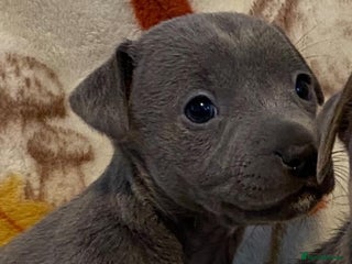 Jack Russell dogs Blue, Lilac & Tan smooth coated miniature JRT - Advert 1