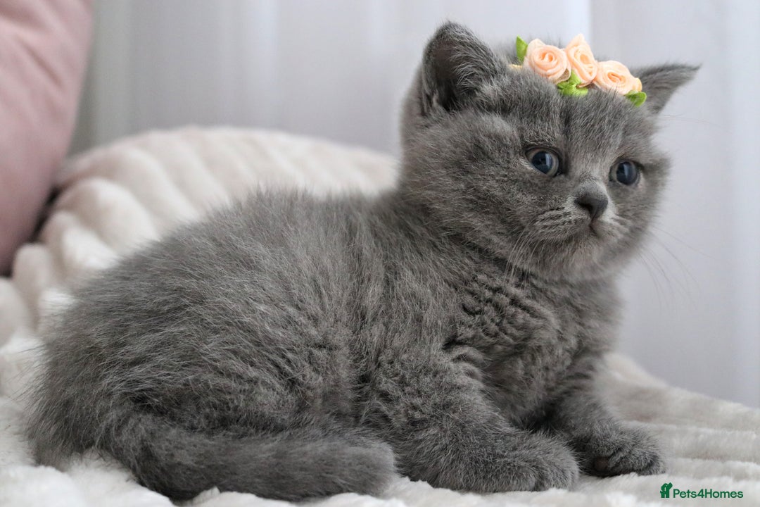 British Shorthair cats for sale: ❤️British Shorthair Kittens GCCF -Ready December  - Image 23