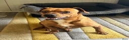 Mixed Breed dogs for adoption: Sweet Todor looking for LOVE - Advert 13