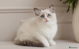 Ragdoll cats for sale: Super cuddly Ragdoll kittens Ready now  - Image 1