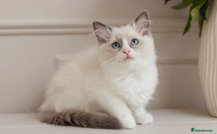 Ragdoll cats for sale - Advert 3